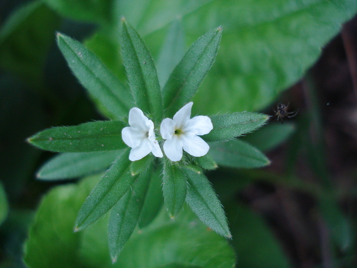 White wildflower 24apr2010 - WHITE WILDFLOWERS