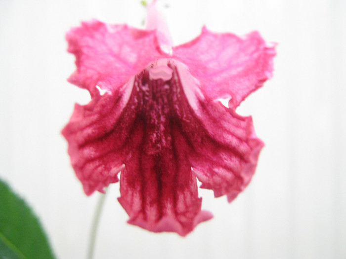  - streptocarpus Poochie