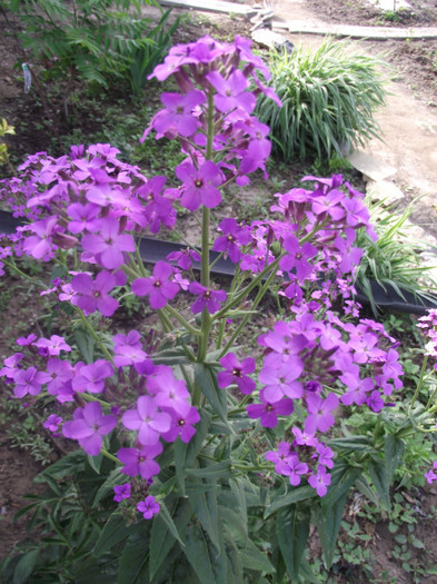 DSCF7043