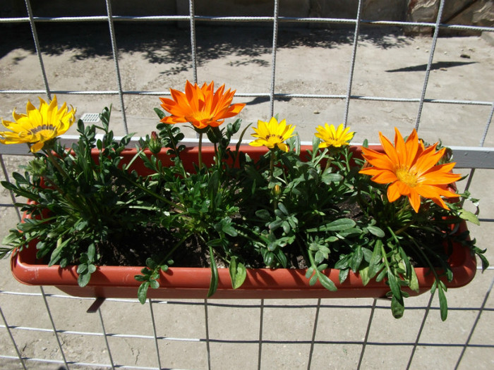 Picture 030 - Flori jardiniere si ghiveci