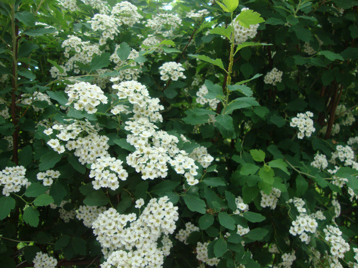  - in gradina