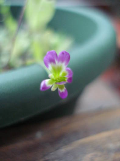 Japanese Purple flower 05aug2009 - PURPLE WILDFLOWERS