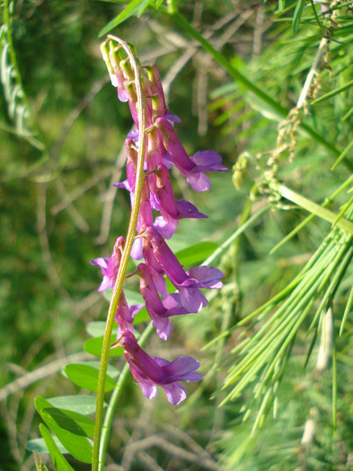 Vicia villosa, Winter Vetch 27may11 - PURPLE WILDFLOWERS