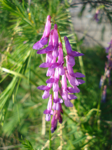 Vicia villosa, Winter Vetch 27may11 - PURPLE WILDFLOWERS