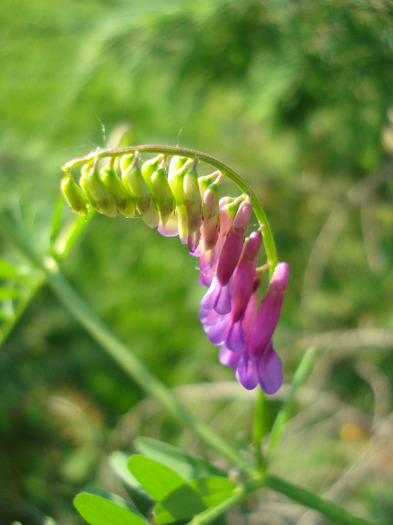 Vicia villosa, Winter Vetch 27may11 - PURPLE WILDFLOWERS