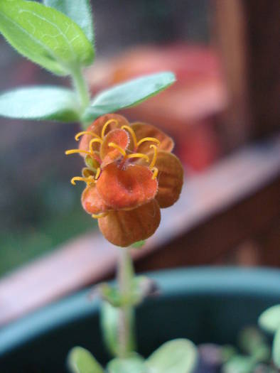 Japanese Orange flower 05aug2009 - ORANGE WILDFLOWERS