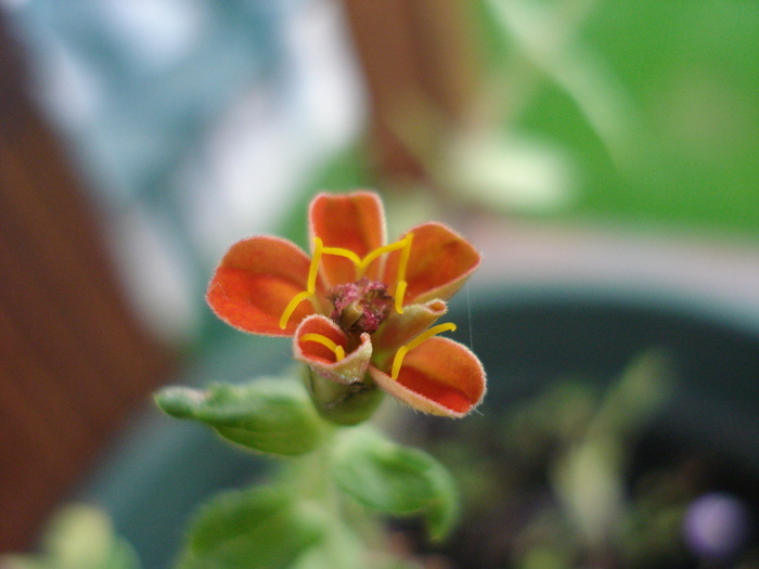 Japanese Orange flower 12sep2009 - ORANGE WILDFLOWERS