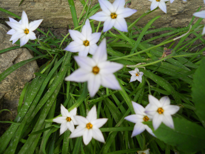 ipheion uniflorum