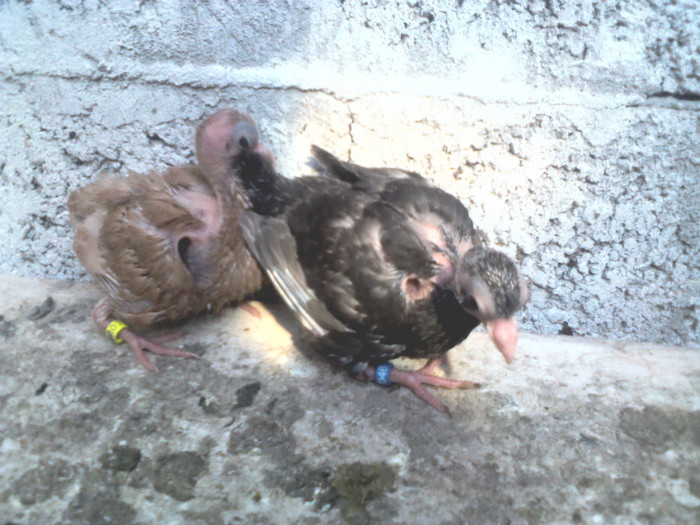 Din Pamantiul(G.motat) cu galbena(NB) - Porumbei 2012