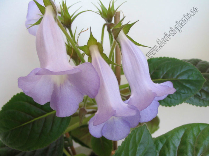 Sinningia Bleu  Ciel - GLOXINIA _ SINNINGIA