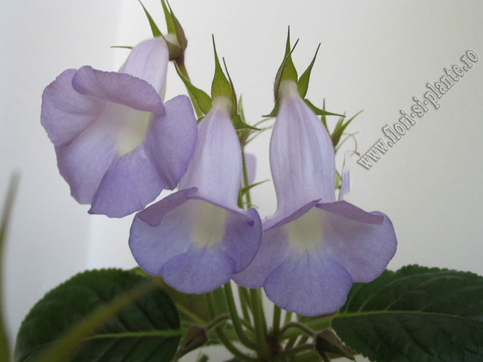 Sinningia Bleu  Ciel - GLOXINIA _ SINNINGIA