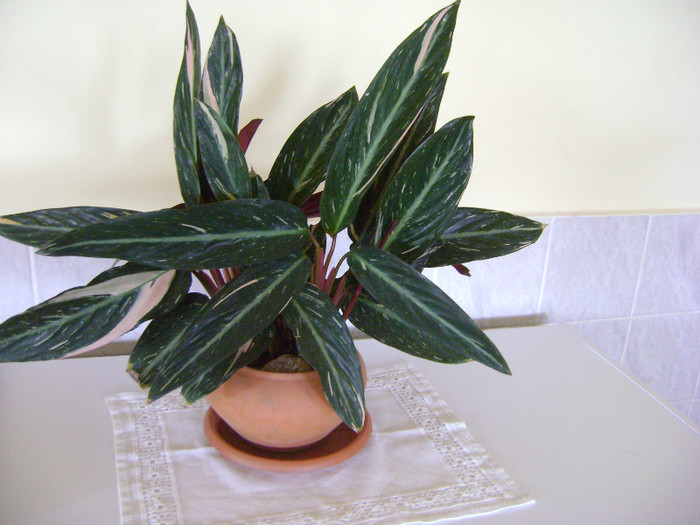 Calathea (planta paun)