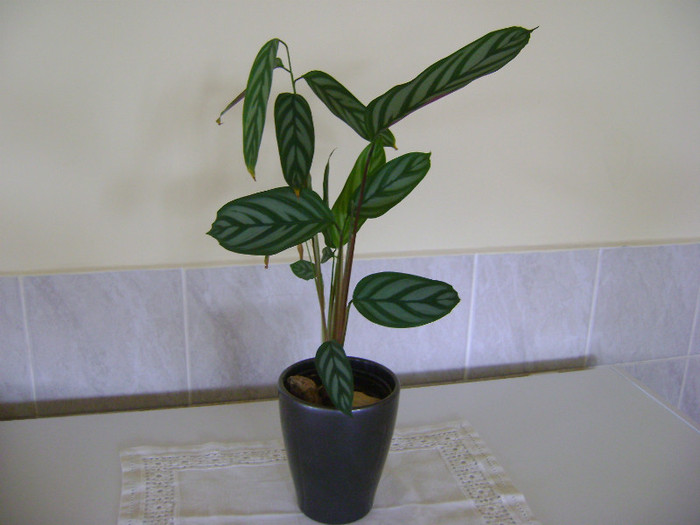 Calathea (planta paun)