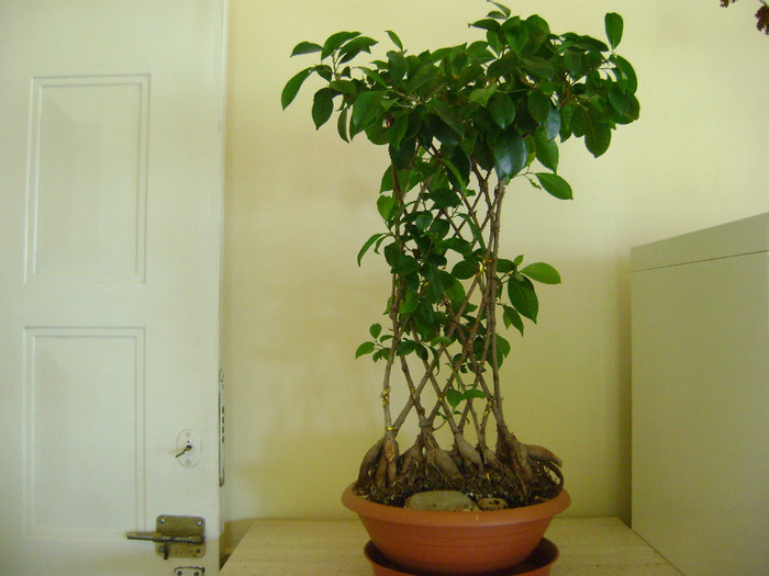Ficus benjamina - FLORI DE INTERIOR