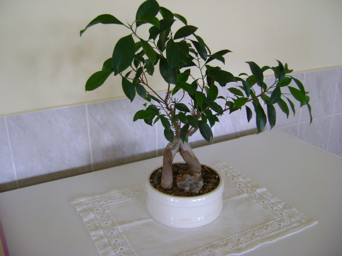 Ficus benjamina - FLORI DE INTERIOR