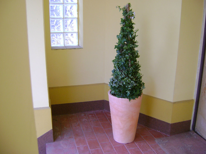 Hedera helix(iedera) - FLORI DE INTERIOR