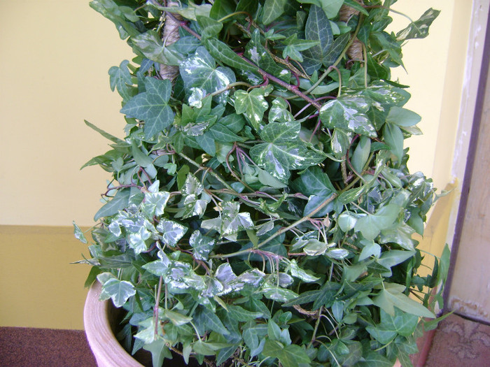 Hedera helix(iedera)