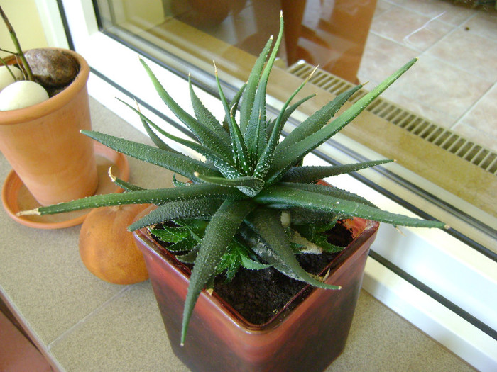 Haworthia - FLORI DE INTERIOR