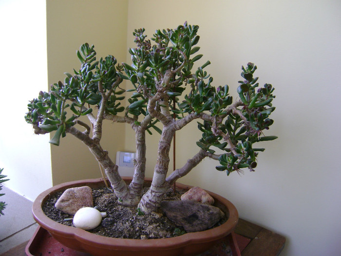 Crassula argentea (Finger jade )