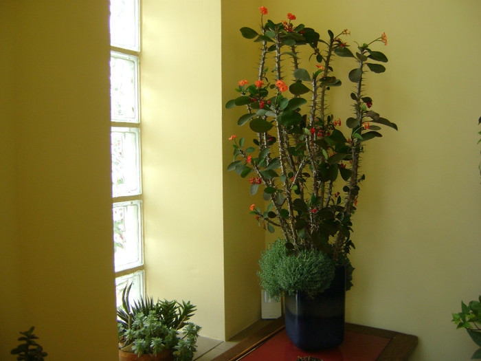 Euphorbia(euforbia)