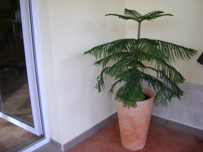 Araucaria