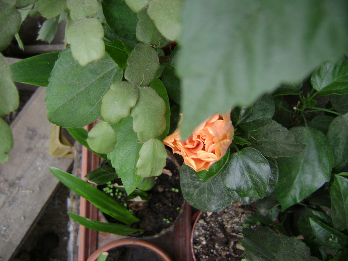 DSC08643 - hibiscus 2012