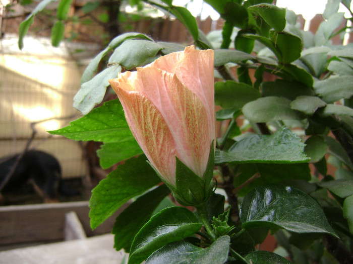 DSC08641 - hibiscus 2012