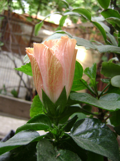 DSC08642 - hibiscus 2012