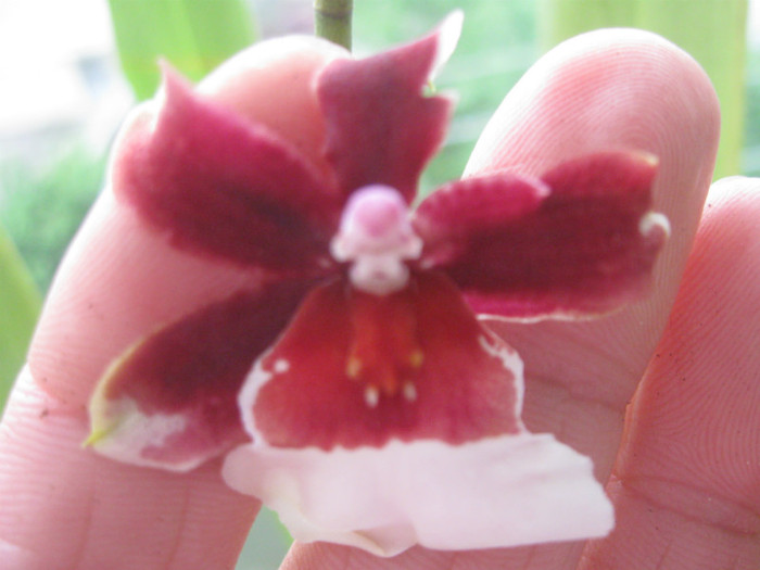 IMG_4048 04-2012 - Alte specii de orhidee