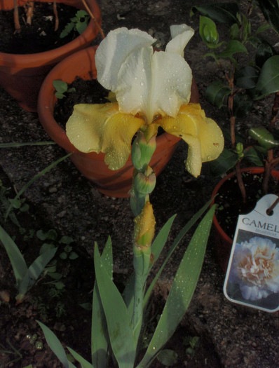 galbenul e cel mai mare - Lalele-irisi-pansele