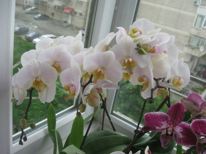 IMG_4025 7-05-2012 - Phalaenopsis