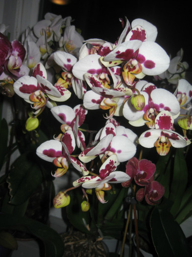 IMG_4014 - Phalaenopsis