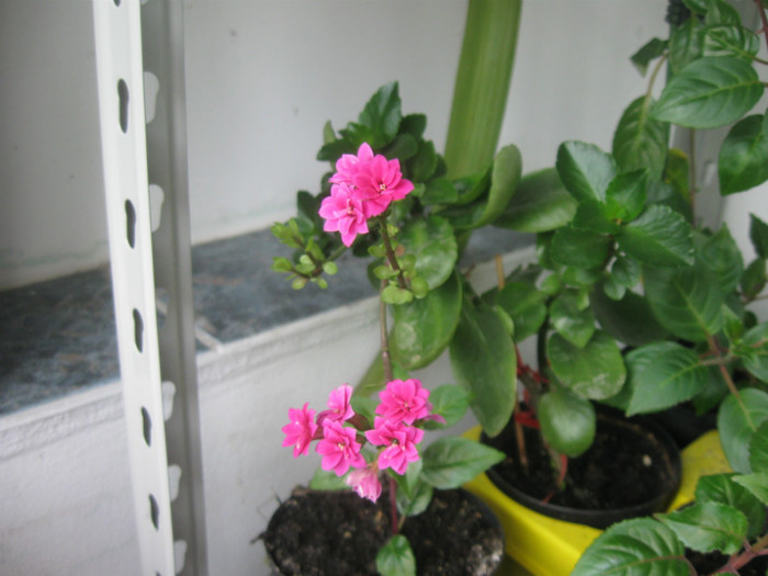 IMG_4030 05-2012 - Alte flori