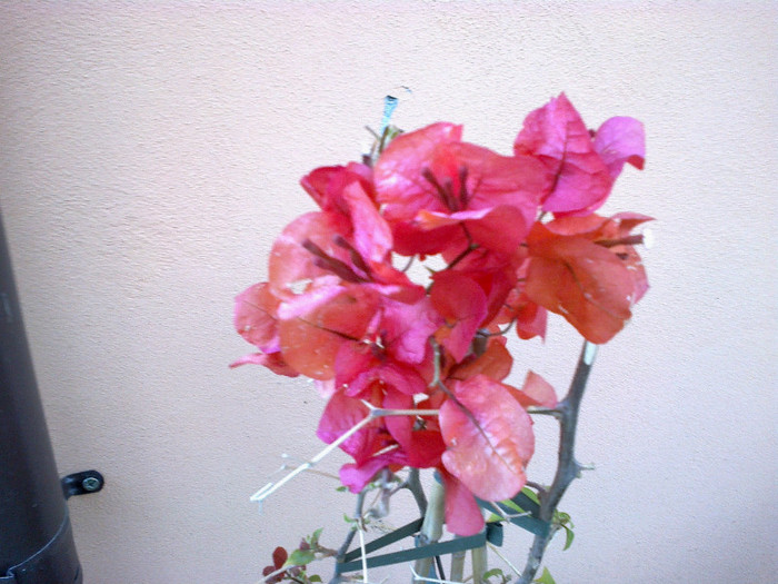 03052012388 - bougainvillea