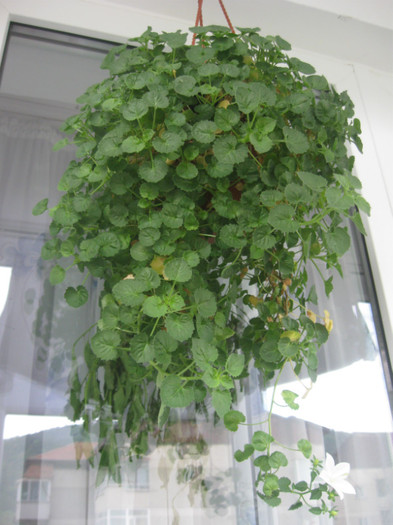 IMG_4042 05-2012 - Alte flori