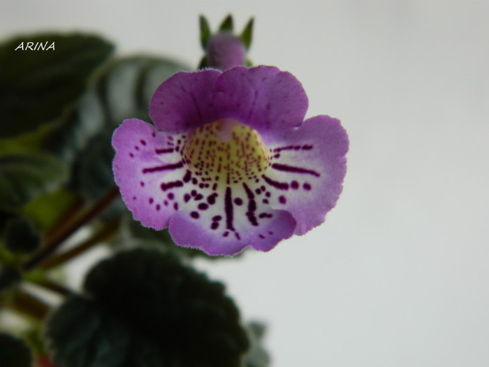 FLAIR minisinningia Flair (Lyon) Purple upper throat and lobes, white and purple lower lobes, lower  - alte gesneriaceae 2012