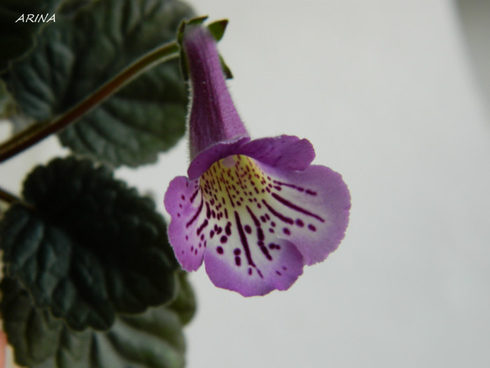 DSCN8234 - alte gesneriaceae 2012