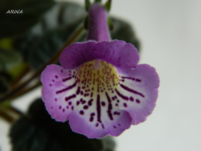 DSCN8236 - alte gesneriaceae 2012