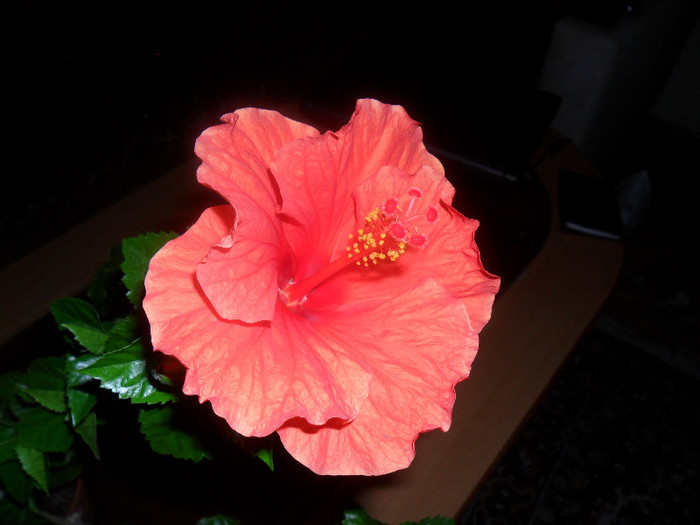 Hibiscus Sunni Cities Bordeaux