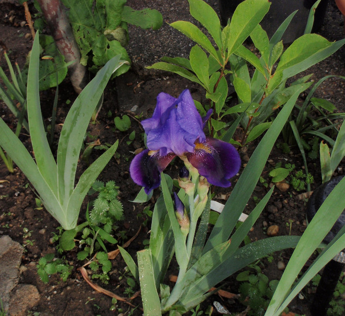 alt iris 7mai2012