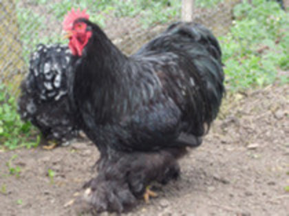 71711333_NHLZOEC