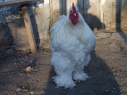 71193241_LQCLNNK3