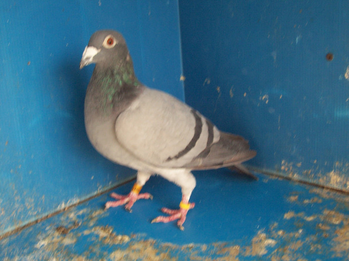 282004A - porumbei matca 2012
