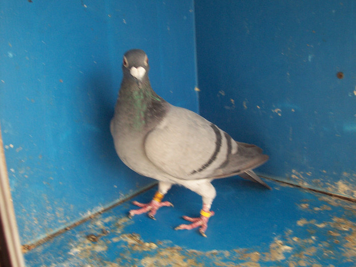282004B - porumbei matca 2012