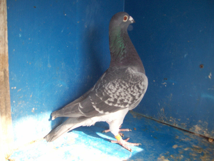 282021-09 - porumbei matca 2012