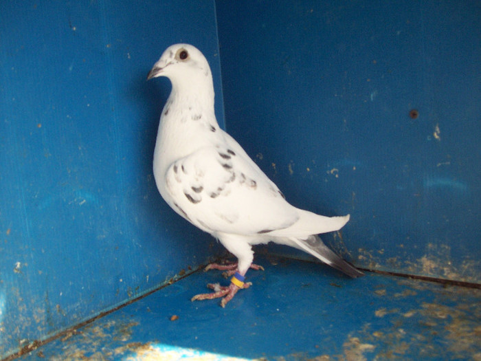330019-11 - porumbei matca 2012