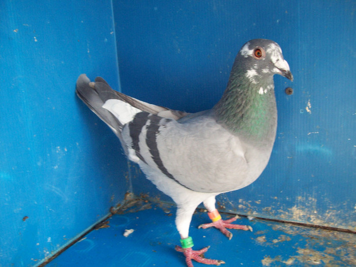331495-11 - porumbei matca 2012