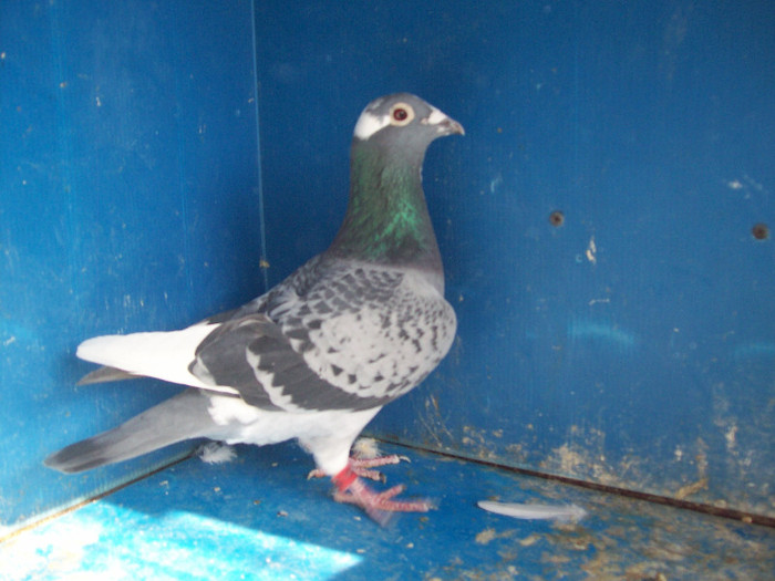 362902-10 - porumbei matca 2012