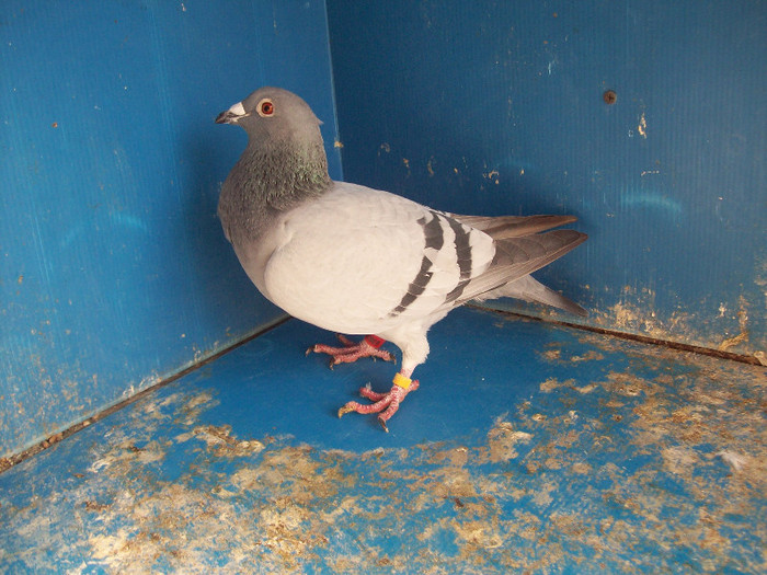 363010-10 - porumbei matca 2012