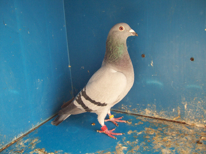 363014-10 - porumbei matca 2012
